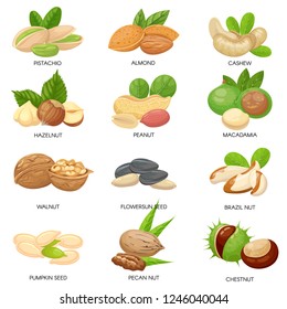 Nuts and seeds. Raw peanut, macadamia nut and pistachio snacks. Plant seeds, healthy cashew and sunflower seed. Almond, walnut and peanut vegetarian food isolated vector icons set