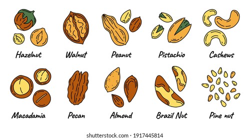 Nuts and seeds set with different kinds icons in Doodle style. Walnuts, macadamia, hazelnuts and peanuts on a white background.