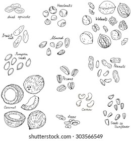 nuts and seeds set, ink drawing vector elements