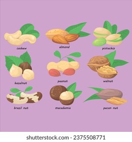nuts seeds set vector design illustration