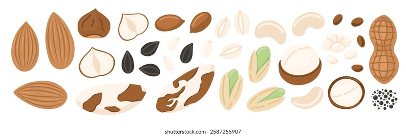 Nuts and seeds set. Walnut, almond, hazelnut, peanuts dry, pistachio, chickpea, macadamia and sunflower seed. Vegan food ingredients. Vector illustration isolated on white background
