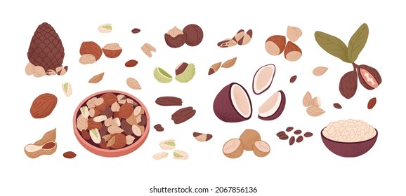 Nuts and seeds set. Walnut, cashew, almond, chestnut and hazelnut with kernels and nutshell. Healthy food. Vegan superfood. Colored flat graphic vector illustration isolated on white background.