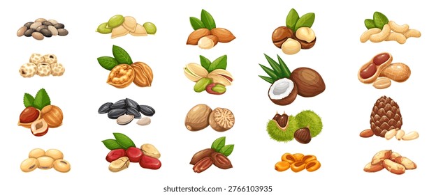 Nuts and seeds set with walnut, pistachio, peanut, coconut, hazelnut, pecan, macadamia, chestnut and sunflower. Snack ingredients and botanical collection in nuts and seeds, vector illustration.