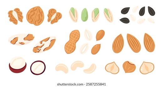 Nuts and seeds set.Walnut, pistachio, sunflower seed, almond, hazelnut, peanuts dry, macadamia. Vegan food ingredients. Vector illustration isolated on white background