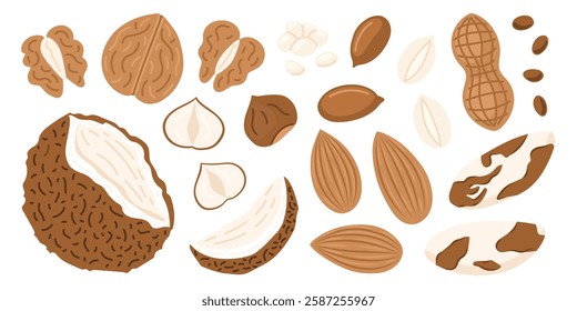 Nuts and seeds set.Walnut, seed, coconut, almond, hazelnut, peanuts dry, chickpea, sunflower seed. Vegan food ingredients. Vector illustration isolated on white background