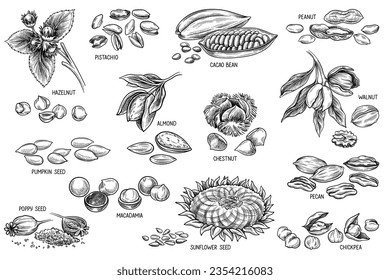 Nuts and seeds sketch set. Outline engraving with poppy and sunflower seeds, macadamia and walnut, almond and peanut, cocoa bean and pecan. Linear flat vector collection isolated on white background