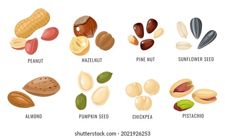 Nuts and seeds. Various nut, bean and seed in shell and peeled, peanut and hazelnut, almond and chickpea, pistachio and sunflower seed. Autumn harvest collection. Cartoon style vector isolated set