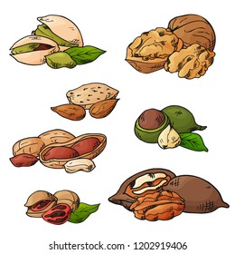 Nuts and seeds vector collection. Hand drawn elements. Objects on white background in sketch style.