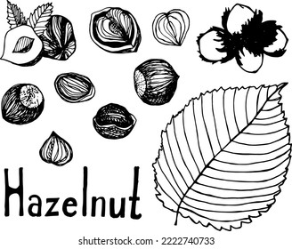 Nueces y semillas, avellanas enteras y grano, ilustración dibujada a mano.