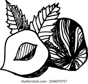 Nueces y semillas, avellanas enteras y grano, ilustración dibujada a mano.