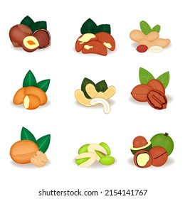 Nuts set Almond, Brazil nut, Cashew, macadamia, hazelnut, peanut, pecan, pistachio, walnuts, vector illustration, product design