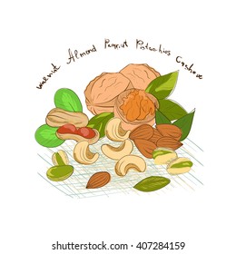 Nuts. Set.  Almonds, pistachios, walnuts, peanuts. Sketch.