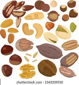 Nuts Set Brazil Nut Macadamia Cashew Stock Vector (Royalty Free ...