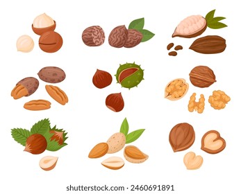 Nuts set. Cartoon organic raw almonds, macadamia and walnut, tasty snacks for vegetarian diet flat vector illustration set. Nuts collection on white