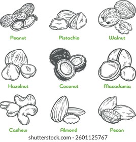 Nuts set collection hazelnut, almond, walnut, peanut, coconut, pecan, pistachio, cashew macadamia seeds milk, butter food oil ingredient