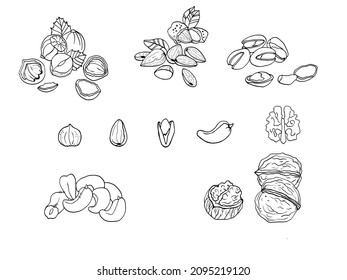 Dibujo gráfico conjunto nueces vector de ilustración blanco negro