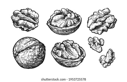 Nuts set. Hand drawn sketch of walnuts Isolated on white background. Vector illustration