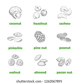 Nuts set. Hand drawn vintage illustration. Natural and healthful nuts background. Line art style.