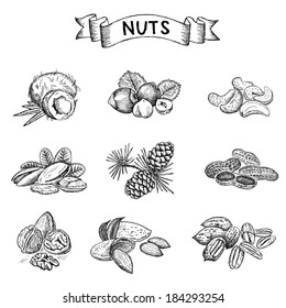 Nuts set. Hand drawn vintage illustration. Natural and healthful nuts background. Line art style.