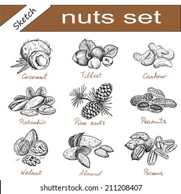 Nuts set. Hand drawn vintage illustration. Natural and healthful nuts background. Line art style.