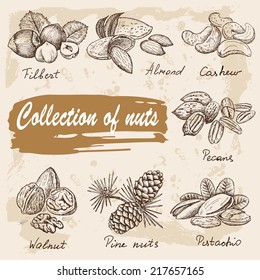 Nuts set. Hand drawn vintage illustration. Natural and healthful nuts background. Line art style.