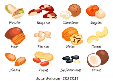 Nuts set - hazelnut, almond, pistachio, pecan, cashew, brazil nut, walnut, peanut, coconut, macadamia, sunflower seeds and pine nuts. Vector illustration. Eps 10.