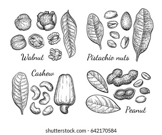 Nuts set. Ink sketch. Hand drawn vector illustration. Isolated on white background. Retro style.