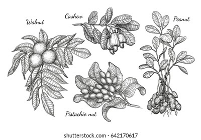 Nuts set. Ink sketch of plants. Hand drawn vector illustration. Isolated on white background. Retro style.