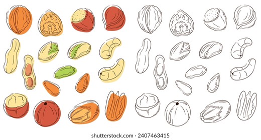 Nuts set in line art style with color. Flat collection of hazelnut, pistachio, almond, cashew, macadamia, walnut, peanut, pecan. Vector illustration isolated on a white background.