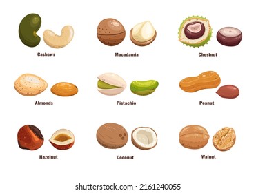 Nuts set. Nuts in the shell and without illustration. Cashews, macadamia, chestnut, pistachios, almonds, peanuts, hazelnuts, coconut, walnuts. Useful natural product.