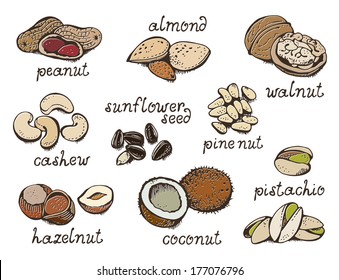 Nuts set, vector collection