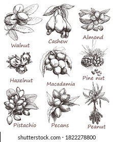 Nuts set. Walnut, cashew, almond, hazelnut, macadamia, pine nut, pistachio, pecans, peanut.Hand drawn,Black and white graphics elements.