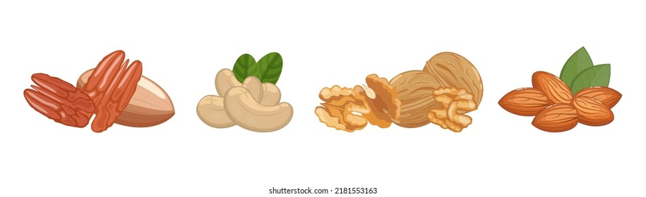 Nueces de nueces, almendras, nueces y pecans, bocadillos sanos, ilustración vectorial aislada en fondo de banner blanco