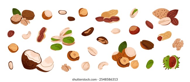 Nussset. Walnüsse, Haselnüsse und Kokosnuss. Gesunde vegane Snack Pistazien, Kastanien und Mandeln, Cashews und Erdnüsse. Anderes Superfood. Natürliche Lebensmittel, Vektorcartoon, flache einzelne Illustration