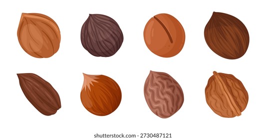 Nueces con cáscara. Nuez de dibujos animados, anacardos, coco, nueces de almendra y avellana, conjunto de Ilustración vectorial plana de aperitivos orgánicos. Nueces nutritivas en cáscara sobre blanco