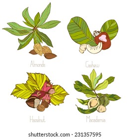 nuts sketch style vector set, four groups with leaves