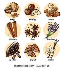 Nuts and spices line drawn on a white background. Sketch of food. Walnut, hazelnut, peanuts, cinnamon, anise, lavender, chocolate, almonds, vanilla