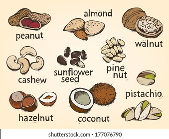 Nuts vector collection