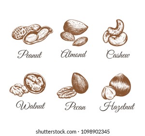 Nuts vector collection. Nuts Set sketch illustration