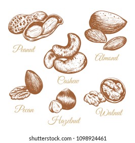 Nuts vector collection. Nuts Set sketch illustration