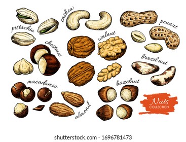 Nuts vector drawing. Detailed food illustration. Hand drawn sketch objects. Walnut, pistachio, macadamia, peanut, cashew, almond, hazelnut. Great for packaging design, banner, label
