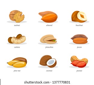 Nuts vector illustrations set. Sliced walnut, almond, hazelnut isolated cliparts. Chopped tropical coconut. Cashew, pistachios, pecan, peanut flat design elements. Forest pine nut with title