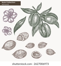 Illustration d'encre pour Image vectorielle écrous. Amande Plante dessinée à la main, noix, feuilles. Éléments isolés sur fond blanc. Dessiné à la main, dessin de style de gravure. Art de clip en noix de style classique pour logo, emballage.