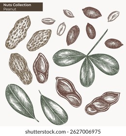 Nuts vector ink illustration. Peanut Hand drawn plant, nuts, leaves. Isolated elements on white background. Hand drawn, engraving style drawing. Classic style nut clipart for logo, packaging.