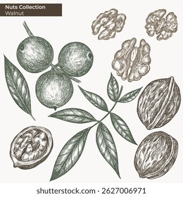Nuts vector ink illustration. Walnut Hand drawn plant, nuts, leaves. Isolated elements on white background. Hand drawn, engraving style drawing. Classic style nut clipart for logo, packaging.
