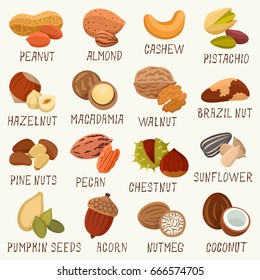 Nuts vector set