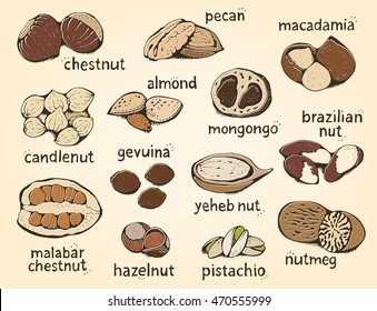Nuts vector set, big color collection with handwritten text