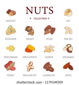 Nuts vector set. Nuts vector nutshell of hazelnut almond and walnut nutrition illustration set cashew peanut and chestnut with nutmeg isolated on white background