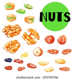 Nuts. Vector watercolor illustration. Healthy food. Isolated elements for easy use.