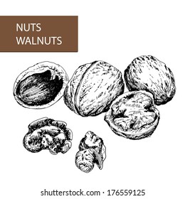 Nuts. Walnuts. Set of hand drawn illustrations.